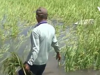 Mưa lớn, hàng trăm ha lúa tại Phú Yên, Bình Định bị đổ ngã