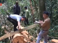 Bắt đối tượng phá rừng chống người thi hành công vụ