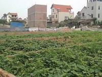 Yêu cầu xử lý vi phạm về đất đai tại huyện Đông Anh, Hà Nội