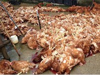 Năm 2017, Việt Nam sẽ xuất khẩu thịt gà sang Nhật Bản