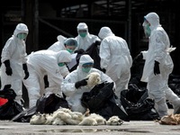 Trung Quốc ghi nhận 6 trường hợp nhiễm virus cúm gia cầm H5N6