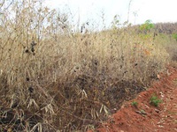 Thanh Hóa: Chuyển đổi rừng phòng hộ để trồng cao su