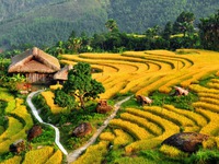 Ruộng bậc thang Việt Nam vào danh sách cảnh quan 'đẹp đến khó tin'