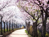 Vẻ đẹp mùa hoa anh đào tại Nhật Bản