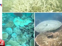 Gần 800 hecta rạn san hô ở Côn Đảo bị tẩy trắng và chết hàng loạt
