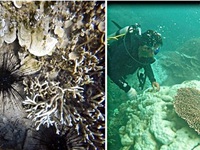 800ha san hô ở Côn Đảo bị tẩy trắng