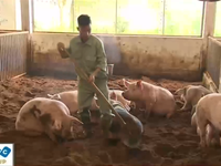Giá cao gấp 3 lần, thịt lợn sạch khó được người tiêu dùng chấp nhận