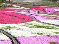 Tuyệt đẹp thảm hoa hồng rêu tại công viên Hitsujiyama, Nhật Bản