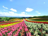 Thế giới thần tiên ở đồi hoa mùa hè Shikisai, Nhật Bản