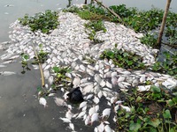 Cá chết hàng loạt, nguồn nước trên sông Cái Vừng ô nhiễm nghiêm trọng