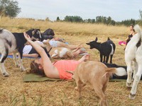 Mỹ: Sốt xình xịch lớp học yoga dê