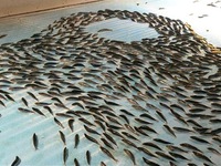 Nhật Bản đóng cửa sân băng chôn 5 tấn cá chết