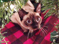'Chết cười' với loạt ảnh những chú mèo hào hứng chờ đón Giáng sinh