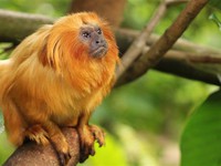 Brazil nỗ lực bảo tồn khỉ vàng sư tử Tamarin
