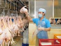 Sẽ xuất khẩu thịt gà sang Nhật Bản