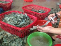 Doanh nghiệp xuất khẩu “sống dở chết dở” vì tôm bẩn