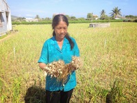 Khánh Hòa: Tỏi mất mùa, nông dân lỗ nặng