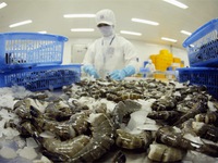 Australia cấm nhập khẩu tôm châu Á, DN Việt gặp khó
