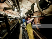 Trang trại nuôi bò khổng lồ ở Trung Quốc và bài toán chi phí môi trường