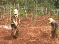 Nông dân phá cây cà phê, trồng chanh dây tại Gia Lai