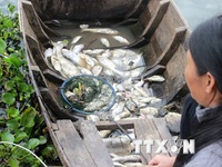 Bà Rịa - Vũng Tàu: Cá chết hàng loạt trên sông Chà Và
