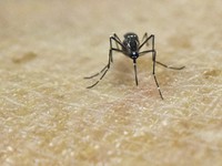 Hàn Quốc ghi nhận thêm trường hợp thứ 5 nhiễm virus Zika