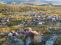 Hơn 300 con tuần lộc bị sét đánh chết tại Na Uy