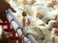 'Phát sốt' với đề xuất nhập khẩu gà chính ngạch từ Trung Quốc