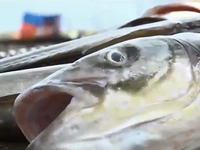 BRVT: Tiến hành hòa giải giữa 33 hộ nuôi cá và 14 DN xả thải