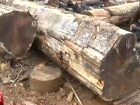 Phát hiện nhiều sai phạm trong khai thác rừng tại Lâm Đồng