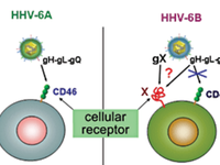 Phát hiện virus HHV-6A có thể gây vô sinh ở phụ nữ