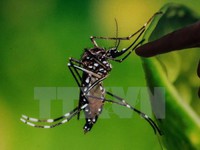 Phòng Zika, Bộ Y tế tổ chức chiến dịch diệt muỗi, loăng quăng lần 2
