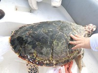 Bình Thuận: Thả đồi mồi quý hiếm nặng 16kg về biển