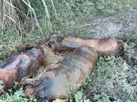 Lạng Sơn: Lợn chết vứt dọc đường, dân khổ vì mùi nồng nặc