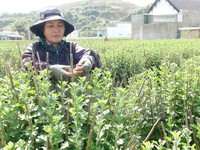 'Hoa cúc Ninh Giang' là nhãn hiệu hoa đầu tiên tại Khánh Hòa