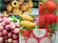 Fruit, vegetable export value up in H1
