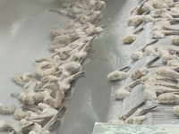 Doanh nghiệp xuất khẩu tôm vào Australia đối mặt nguy cơ phá sản