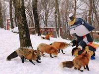 Khám phá ngôi làng của những chú cáo tại Miyagi, Nhật Bản