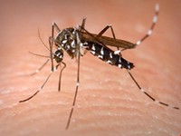 Bộ Y tế ghi nhận 2 trường hợp mới nhiễm virus Zika
