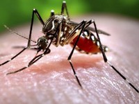 Một phụ nữ người Việt được xác nhận nhiễm virus Zika ở Nhật