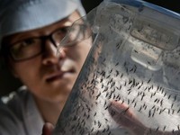 Cảnh báo nguy cơ virus Zika lan rộng tại châu Á - Thái Bình Dương