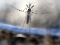 Singapore xác nhận trường hợp nhiễm Zika đầu tiên