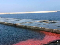 Dải nước đỏ xuất hiện tại Hà Tĩnh là hiện tượng tự nhiên bình thường