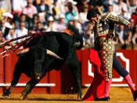 Tây Ban Nha chia rẽ vì lệnh cấm đấu bò