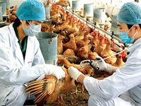 Cúm A/H7N9 có độc lực cao nhất từ trước đến nay