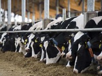 Tái đàm phán NAFTA: Canada đối mặt sức ép mở cửa thị trường bơ sữa