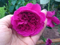 Hoa hồng châu Âu đắt tiền 'sốt xình xịch' ngày giáp Tết