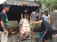 Thanh Hóa: Nhiều giải pháp thúc đẩy xuất khẩu thịt lợn