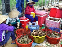 Hơn 1,6 triệu con tôm hùm ở vịnh Xuân Đài chết do ô nhiễm