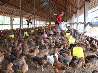 Năm 2017, Việt Nam sẽ xuất khẩu thịt gà sang Nhật Bản, EU